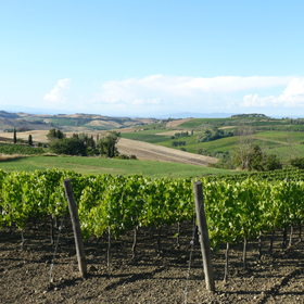 Vineyards in Montepulciano