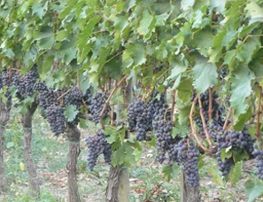 Wine grapes Montepulciano