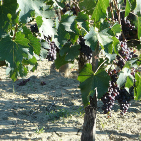 Wine grapes in farmhouse